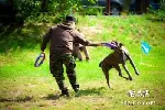 东莞道滘专业宠物训练师 宠物犬行为习惯纠正 可接送