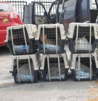 滁州宠物猫咪运输