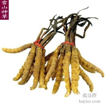 广州市收购冬虫夏草-包括发红黑-生虫毛-碎段-折断草