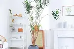 武汉商场绿植出租单位苗木养护写字楼绿化服务绿化维护办公室盆栽