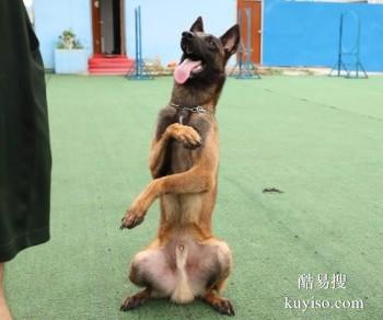 扬州宝应优质犬只训练基地 专业训犬师
