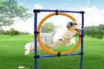 西安鄠邑宠物训练学校 工作犬行为训练 接送上门