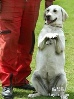 台州三门宠物定点大小便训练 宠物狗行为训练 可接送