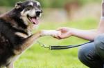 呼和浩特新城遛狗训练 宠物犬行为习惯纠正 可接送