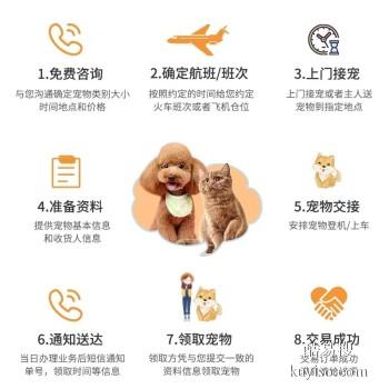 安阳2023宠物猫狗活体托运本地实体门店,高速直达