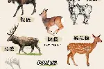 浙江丽水梅花鹿养殖种苗出售