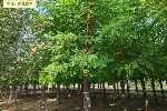 重庆北碚刺槐苗木报价,苗圃货源