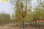 20公分金丝垂柳树苗批发