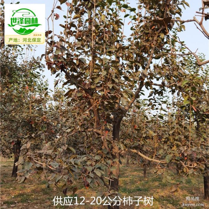 河南鹤壁柿子树报价,工程种植