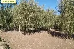 22公分垂柳市场售价