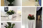 天津绿植租摆公司 办公楼绿植租赁服务 室内花卉出租