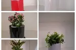 绿植租摆丨绿植租赁丨谷鑫亚泰绿植出租丨绿植销售丨绿植养护服务