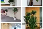 天津市绿植租摆公司，谷鑫亚泰花卉园艺公司，大型植物租赁服务