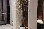 天津绿植租摆办公室植物租赁绿植租摆植物租摆植物租赁