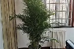 天津河西区绿植租赁丨花卉租摆公司丨谷鑫亚泰花场丨绿植租摆