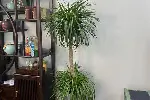 天津绿植租摆公司绿植盆栽租摆常年绿植租赁大型植物租赁谷鑫亚泰