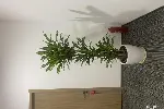 植物租赁绿化养护天津绿植租摆公司天津谷鑫亚泰园艺有限公司