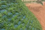宁夏供应生态袋,河道矿山复绿生态袋挡墙施工工艺