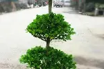 北京租赁绿植花卉公司