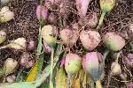 湖北本草臻源毛慈菇人工授粉提高结实率