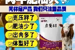 肉牛催肥方法纽泰壮-包被胍基乙酸用量肉牛增肌长肉